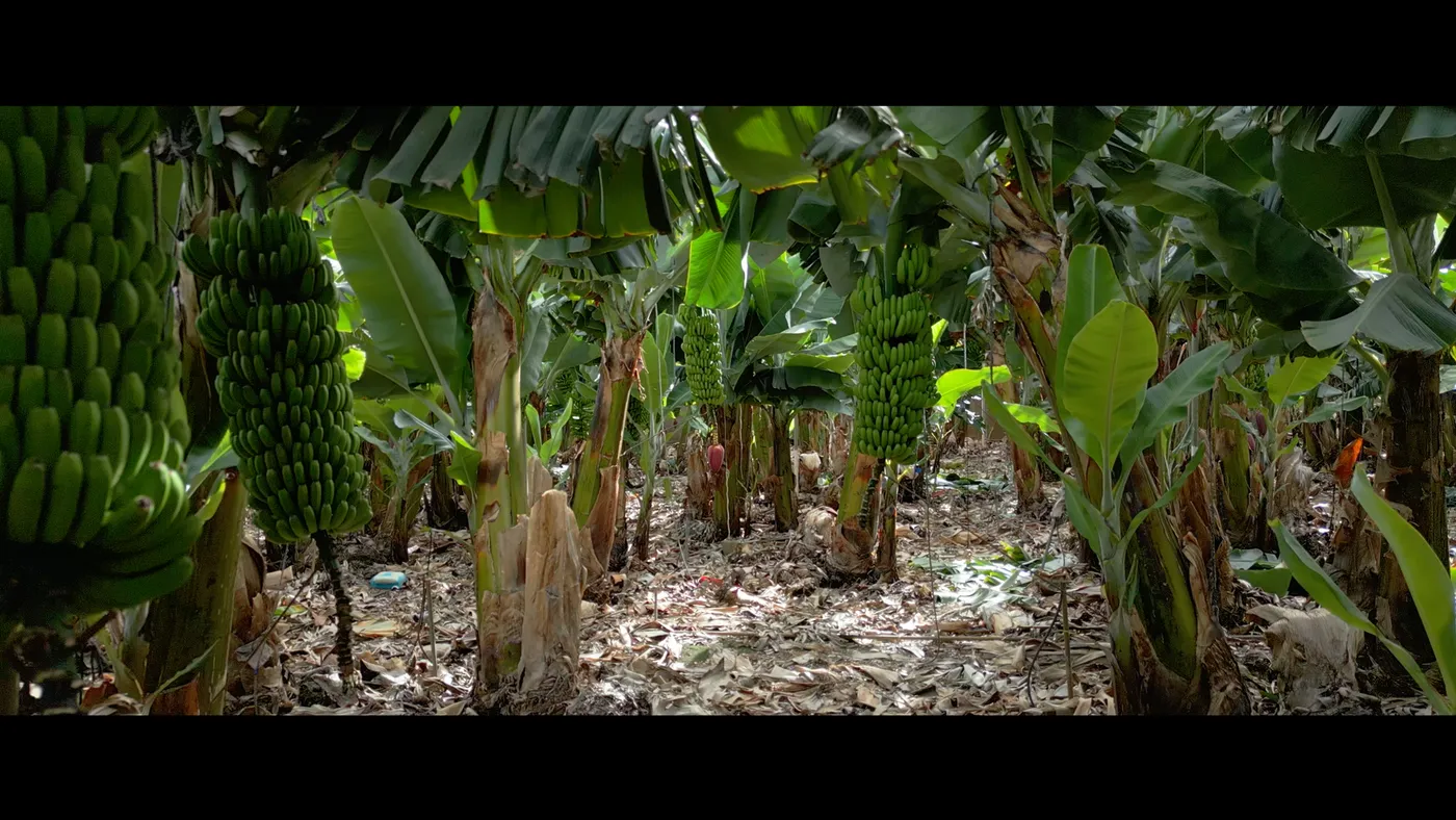Musa Paradisiaca